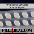 Africa Black Ant Capsule 08